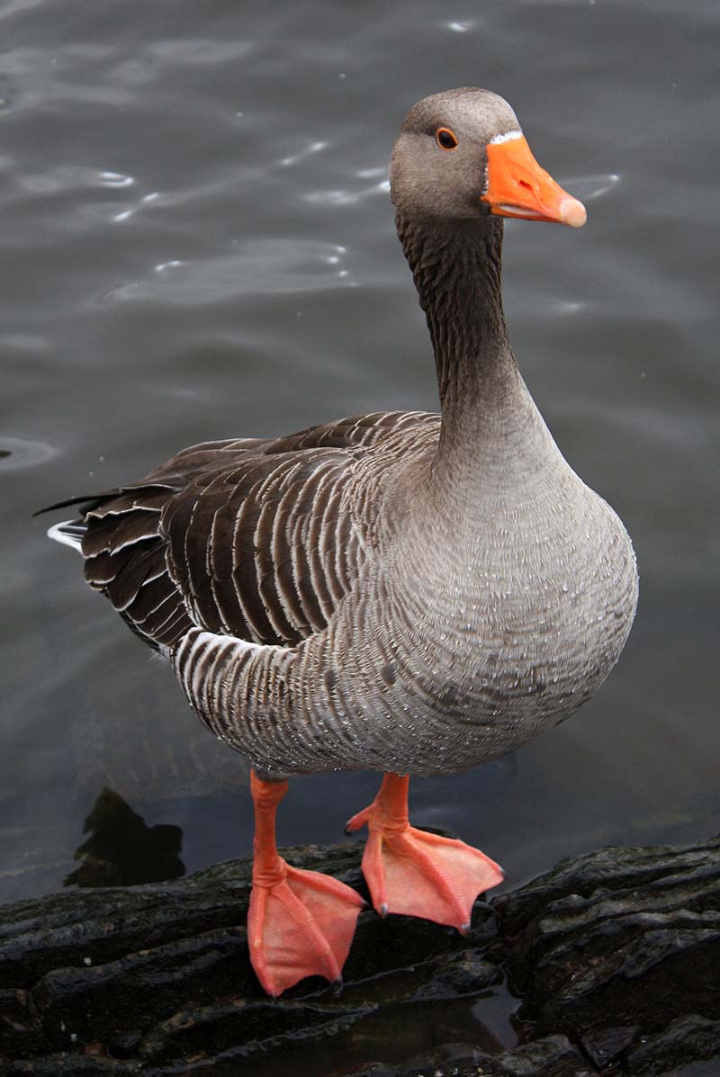 goose