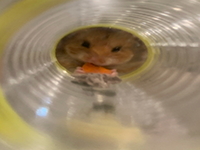 hamster2