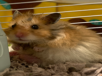 hamster2