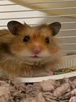 hamster2