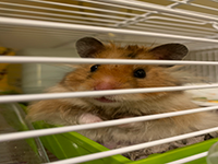 hamster2