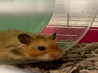 hamster2