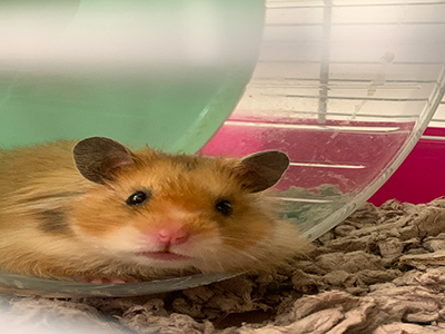 hamster2
